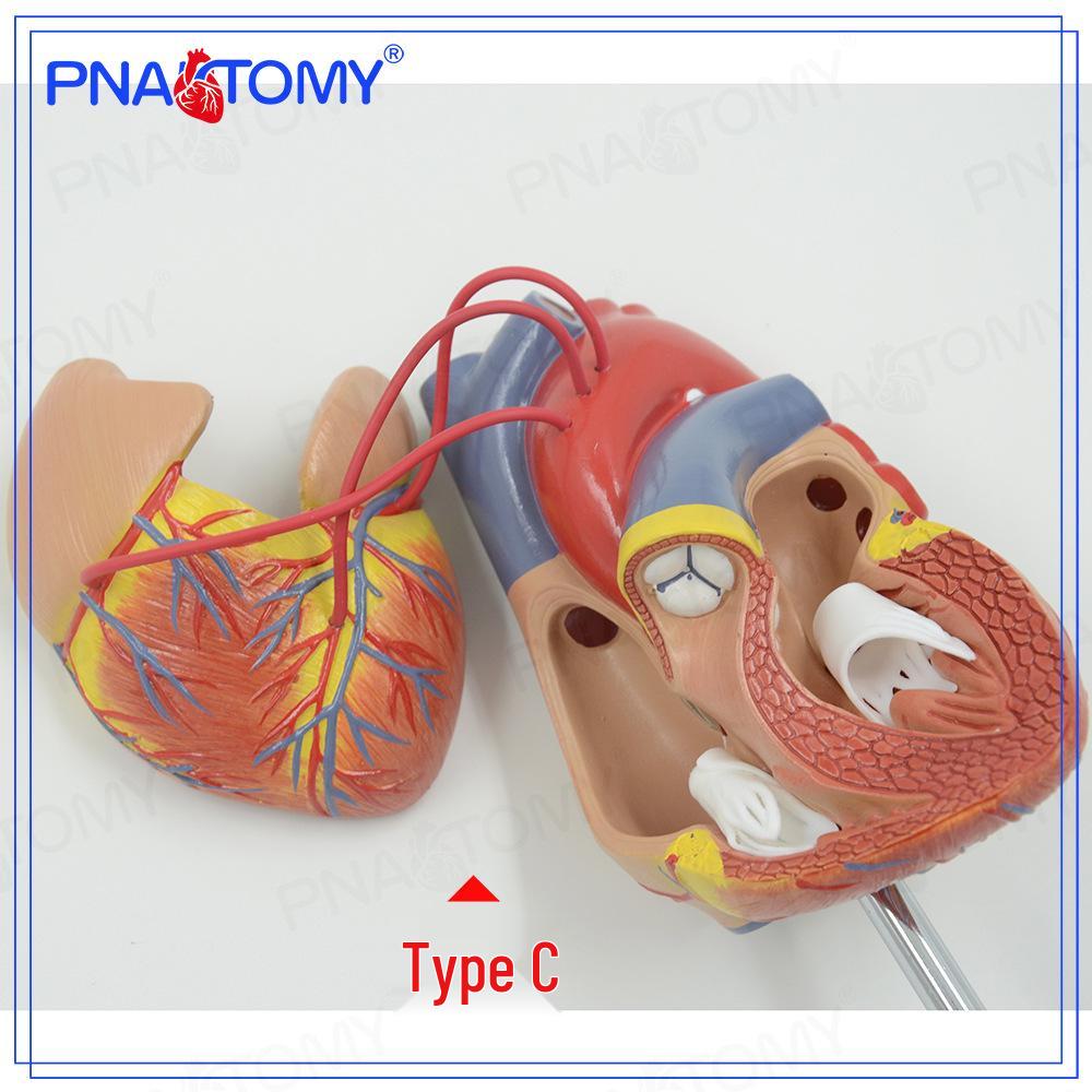 Anatomy Cardiovascular Heart Bypass Model Specimen
