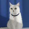 Haustierhalsband Verstellbar Verschleißfest Samt Mini Stern Anhänger Haustier Katze Hund Halsband Ornament Haustierbedarf
