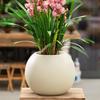 Spherical Cement Flower Pot for Ficus, Orchids, and Green Plants - Ideal for Home, Living Room, Balcony, or Outdoor Use.