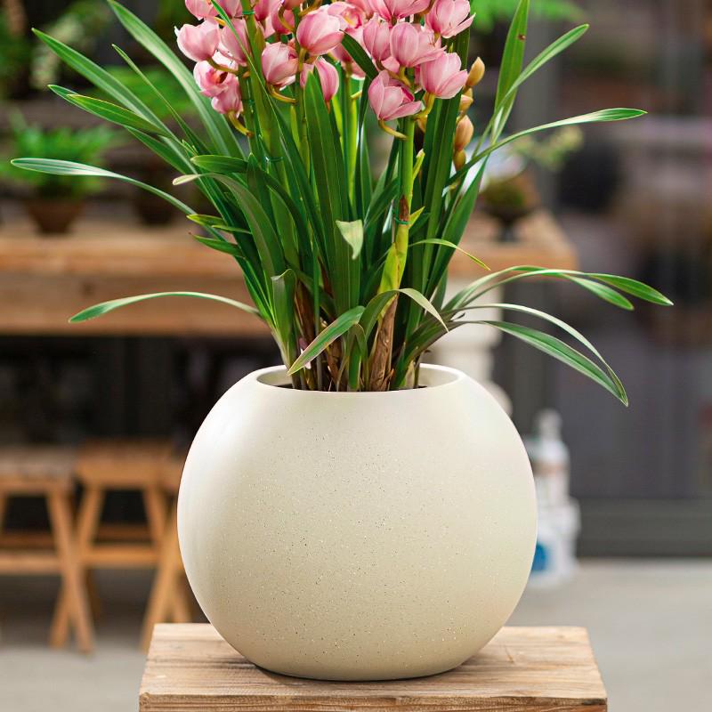 Spherical Cement Flower Pot for Ficus, Orchids, and Green Plants - Ideal for Home, Living Room, Balcony, or Outdoor Use.