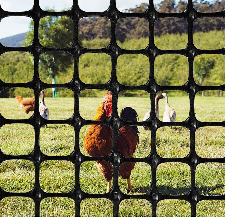 Langlebiges Anti-Aging-Sonnenschutznetz zum Schutz von Geflügel und Obstplantagen