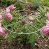 Rust-Proof Metal Plant Support Ring Weather-Resistant Garden Plant Holder  Plant Growth Fixing
