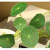 Artificial Flowers Silk Small Lotus Leaves Green Plants Garden Decor Simulation Money Leaf Plant Floral Auditorium Decoration
