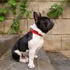 Collier en Cuir Véritable pour Airtags Chiot Chiens Moyens Anti-perte Collier pour Animaux de Compagnie Pour Support Apple Airtags Accessoires pour Animaux de Compagnie Collier Réglable