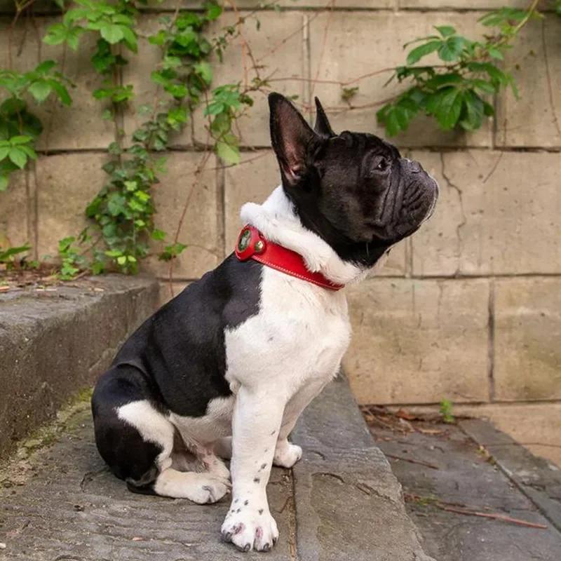 Collier en Cuir Véritable pour Airtags Chiot Chiens Moyens Anti-perte Collier pour Animaux de Compagnie Pour Support Apple Airtags Accessoires pour Animaux de Compagnie Collier Réglable
