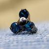 Titan-Kappe mit blauen Zirkonen - Silber - Tna-067 1.2/4