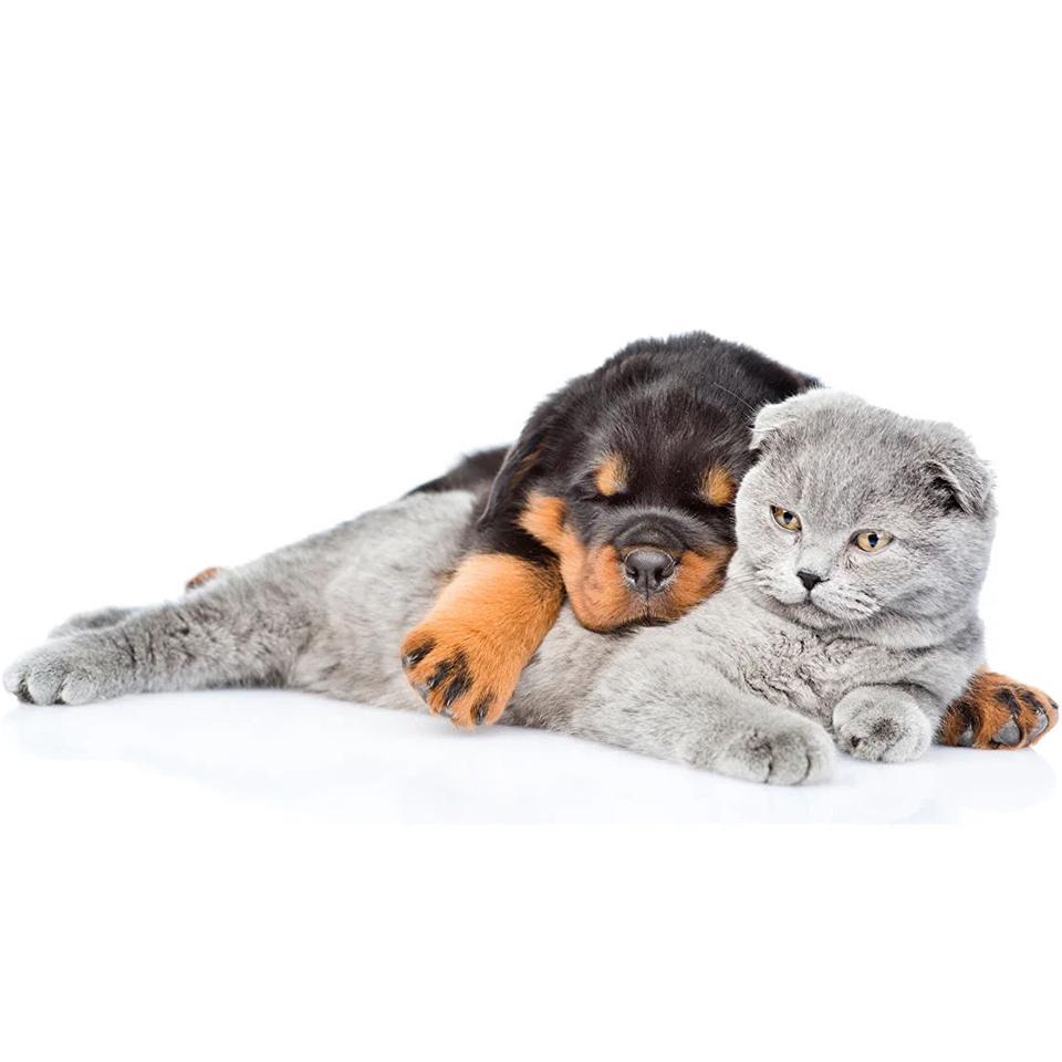 5D DIY Full Round Diamond Painting "animal" Dog Cat Diamond Embroidery Mosaic Cross Stitch Kit Rhinestone Home Decoration