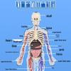 Children's DIY Human Skeleton Model Educational Toy Set for Early Science Learning