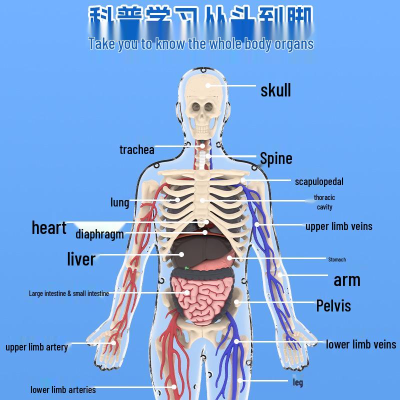 Children's DIY Human Skeleton Model Educational Toy Set for Early Science Learning
