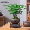 Asparagus Fern Indoor Bonsai – Easy-Care Evergreen for Home or Office Decor