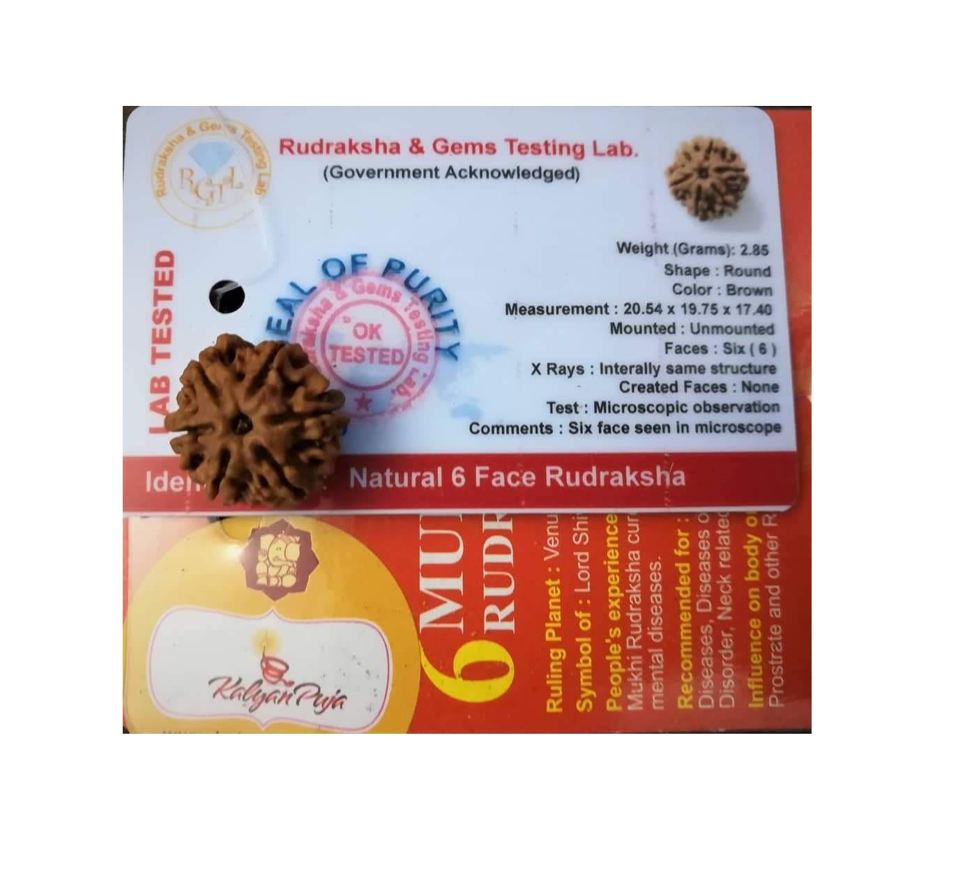 Рудракша сертифицированная (6 мукхи), 6 Mukhi Certified Rudraksha (Nepal), Kalyan Puja