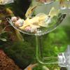 Acrylic Fish Tank Shrimp Feeder Tube with Holder Clip Feeding Bowl Set Aquarium Accessory(20cm)