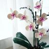 An Orchid Bouquet Is An Ideal Gift Suitable For Home Decoration And Is A Perfect Small Accessory.