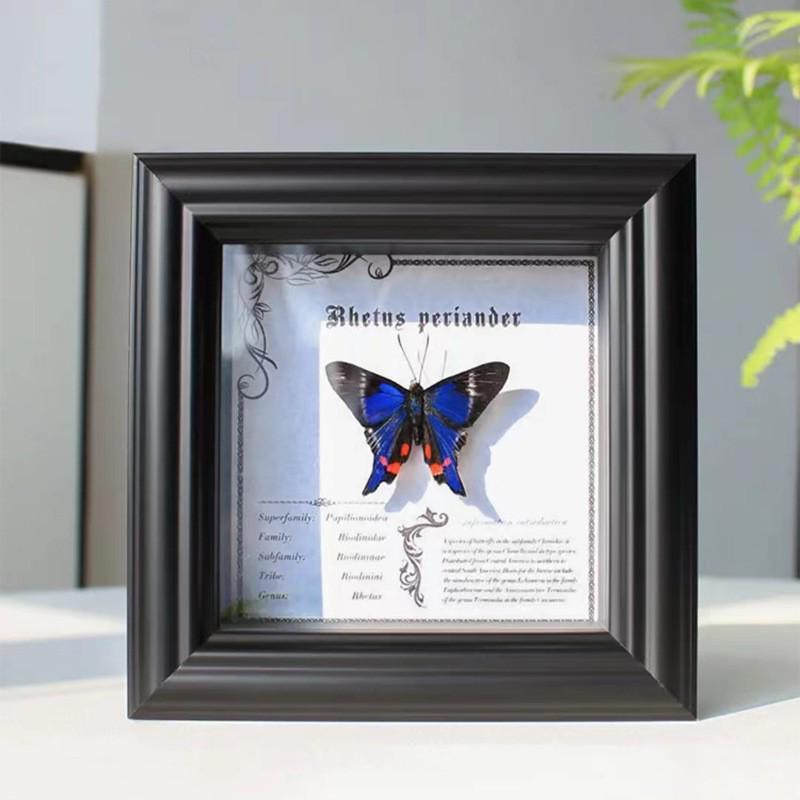 European & American Style Retro Real Butterfly Specimen Display: Glass Photo Frame for Tabletop Decor with Small Pets, Cats, & Reptiles