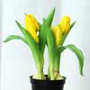 Tulip Bonsai Hjem Interiørdekorasjon Prosjekt Grønn plante Blomsterpotte Simulering Plantevegg Falsk blomst