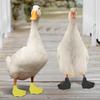 Pet  Cole  Foot Poultry Boots