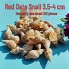 Conch Shells & Starfish for Hermit Crabs: Aquarium Decor & Drift Bottle Accessories