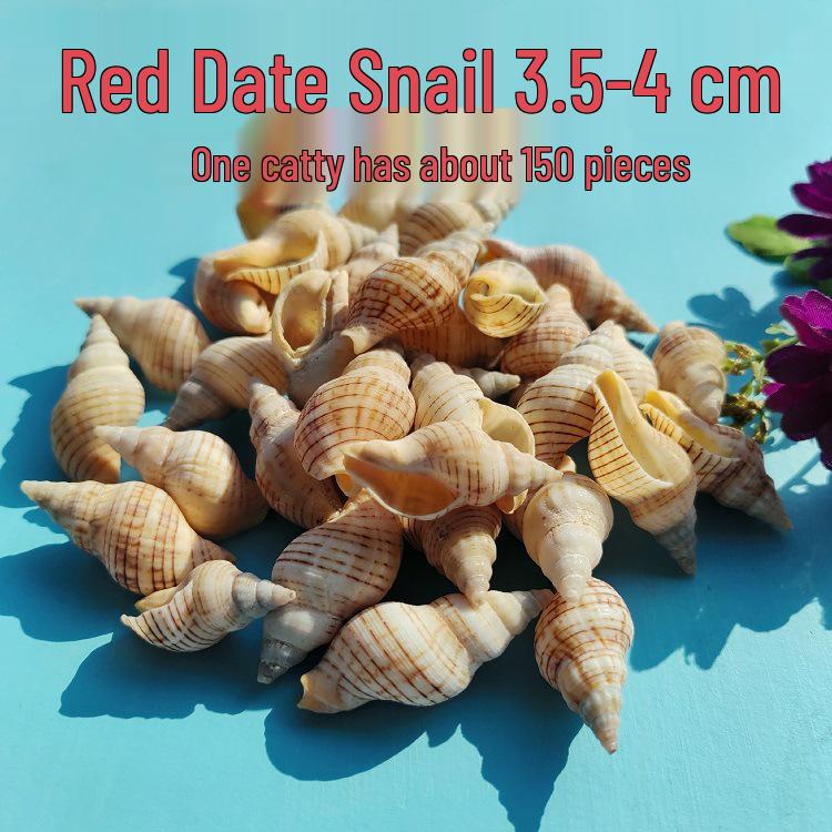 Conch Shells & Starfish for Hermit Crabs: Aquarium Decor & Drift Bottle Accessories