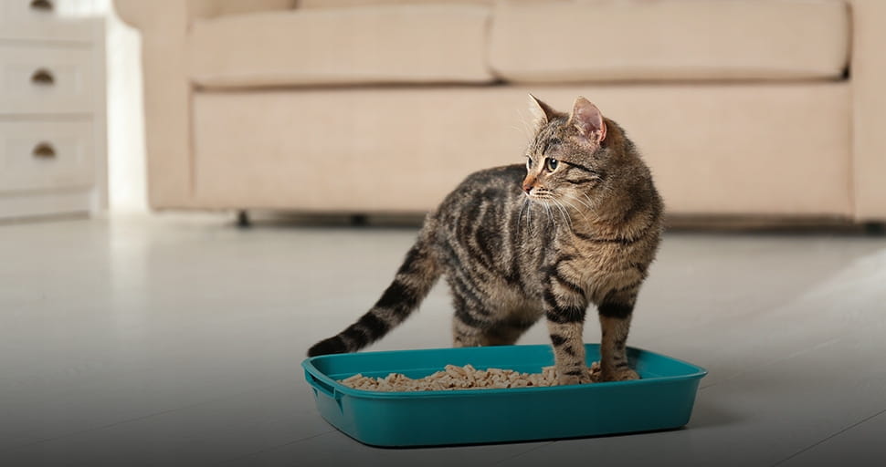 Open Cat Litter Box 42x33x11cm Gray