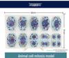 Plant & Animal Cell Models for Middle School Biology: Mitosis & Meiosis Teaching Aids