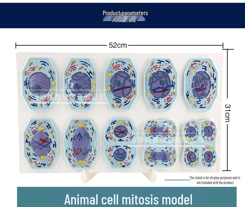 Plant & Animal Cell Models for Middle School Biology: Mitosis & Meiosis Teaching Aids