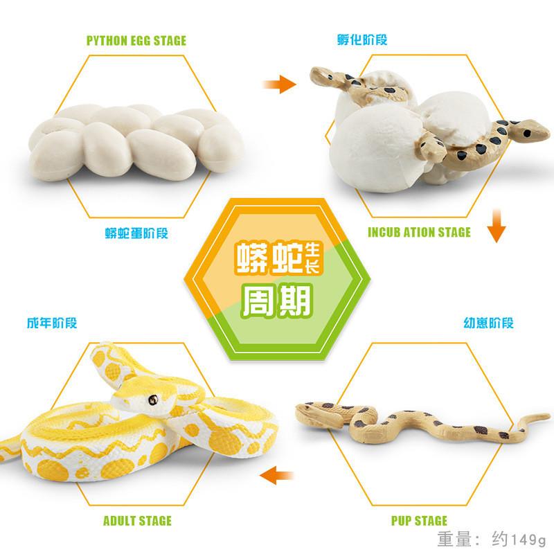 High Quality Pvc Python Growth Cycle Model Set Perfect For Kids Educational Toys StyleB