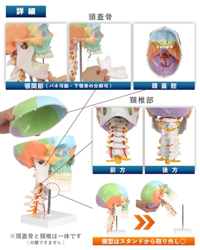 KIYOMARU Color Cervical Skull Model, Human Body Model, Skull Model, Supervised by a Physical Therapist, Life-Size, Includes Nerves and Vertebral Arter
