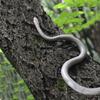 Realistic Simulation Snake S-Shaped Fake Snake Teasing Friends Prank Snake Toy  Cosplay Props