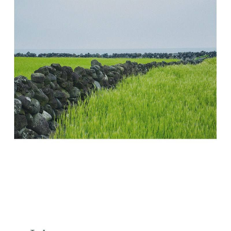 Pretty Skin - The Pure Jeju Cica Cleansing Foam