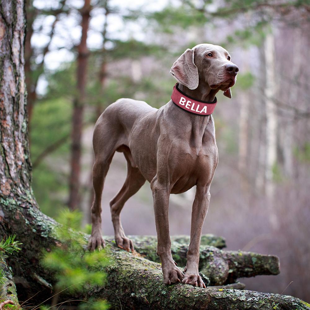 Personalized PU Leather Dog Collar Necklace Wide Padded Pet ID Collars Free Print Dogs Name Collars for Small Medium Large Dogs