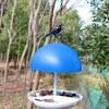 Feeder Dome Bird Feeder For Small Birds - Feeder For Mealworms -  Bird Feeder Dome Cover Outdoor Bird Feeder