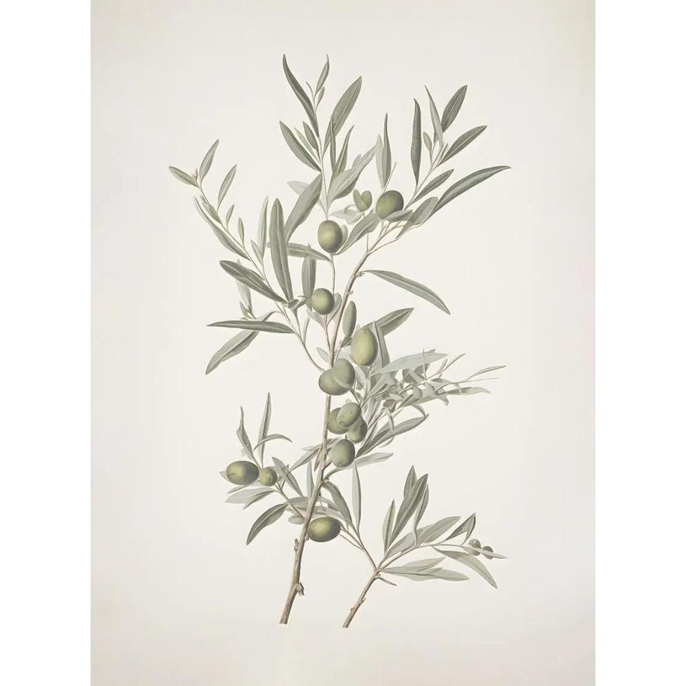 Vintage Botanical Burgundy Floral Posters Olive Branch Fruit Still Life Prints Canvas Painting Wall Art Pictures Home Room Decor