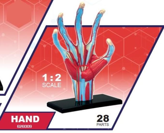 4D Human Anatomy Model Hand Puzzle 626009 by Fame Master, a 4D master educational STEM toy.