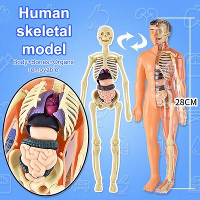 3D lidská kostra, anatomie orgánů, vědecký model, sada pro dětské tělesné vzdělávání, odnímatelné simulační modely pro kutily a sestavování orgánů