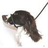 Cães – Colares e correias para cães