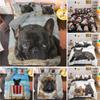 Bulldog Bettwäscheset Haustier Tier Hund Bequem Bettdecke Steppdecke Bezug Kissenbezug Bettwäscheset Kinder Schlafzimmer Dekoration Heimtextil