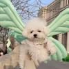 Butterfly Wing for Dog Cat Halloween Costume Festival Dress Up Photo Props Costume Balloon Wing Pretend Playing