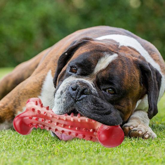 Přírodní kaučuková žvýkací hračka pro psy Kost pro dentální hygienu s hovězí příchutí Úleva při prořezávání zubů Bezpečná hračka pro psy velkých plemen
