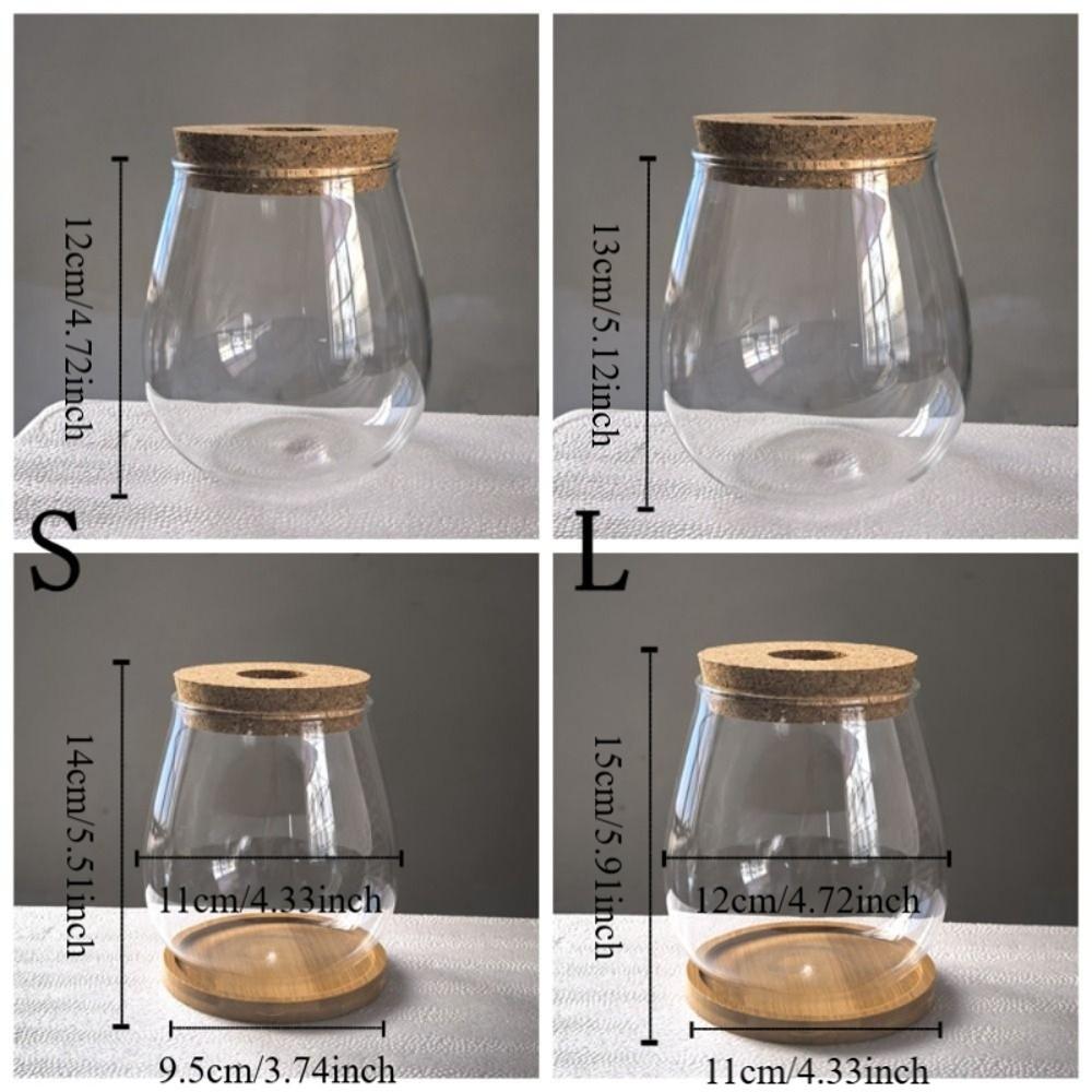 Transparent Tabletop Plant Vase with Wooden Tray Mini Terrarium Glass Planter  Botanical Display