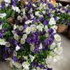 Artificial Morning Glory Hanging Basket Decor Home Hotel Wedding Party Outdoor Garden Decoration