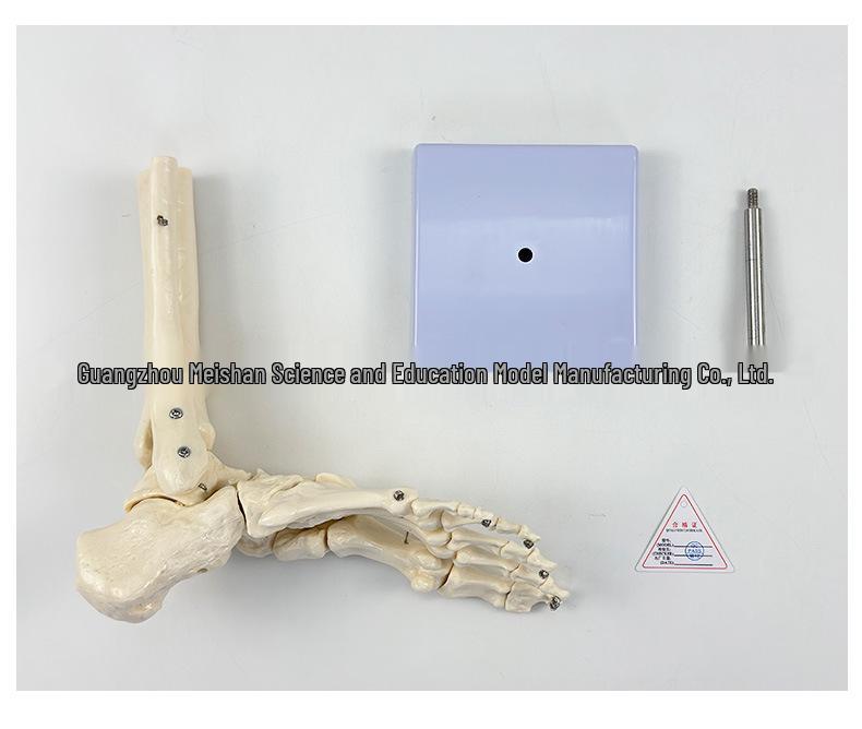 1:1 Human Skeletal Joint Models: Knee, Shoulder, Elbow, Hand, Foot, Hip