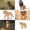 TOYMANY 6-Piece Lion Figure Set, Wild Animal Figures, Animal Models for Parents and Children, Realistic Animal Models, Popular Animal Toys, Birthday