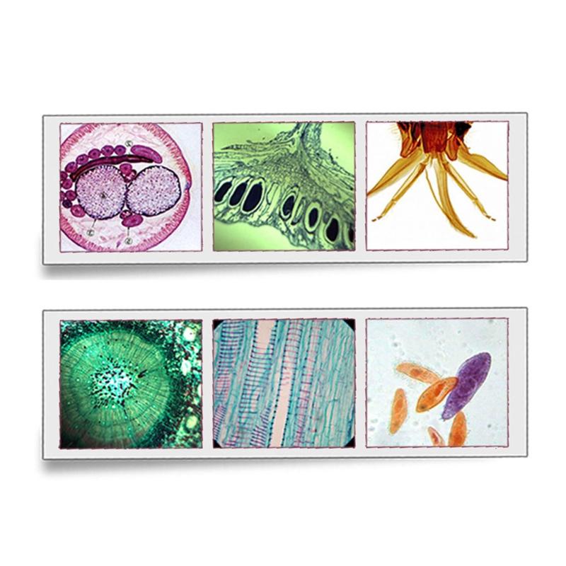 25/50/100 Pcs Prepared Premade Microscope Slides Set Basic Biological Science Education with Wooden for Case