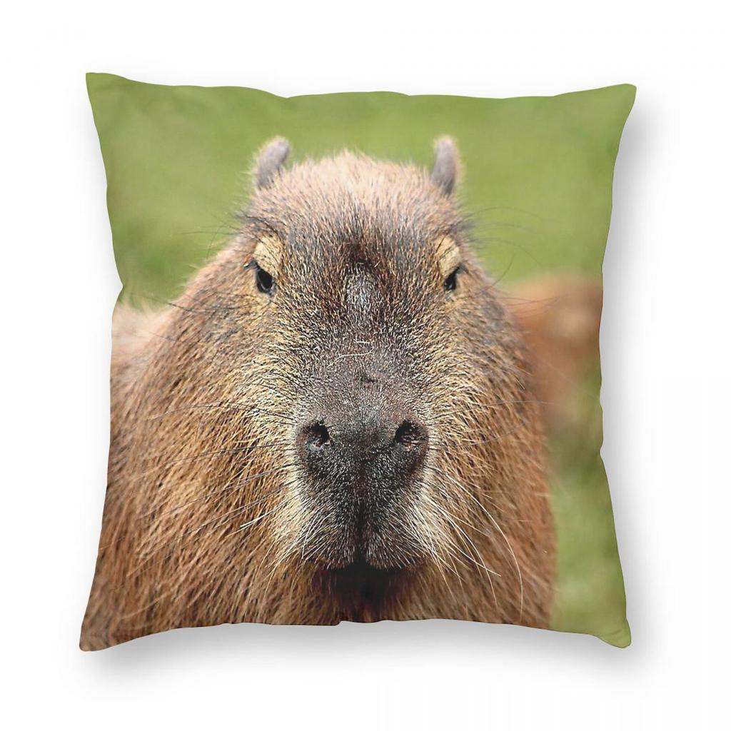 Portrait Of Handsome Capybara Square Pillowcase Polyester Linen Velvet Printed Zip Decorative Pillow Case Home Cushion Cover
