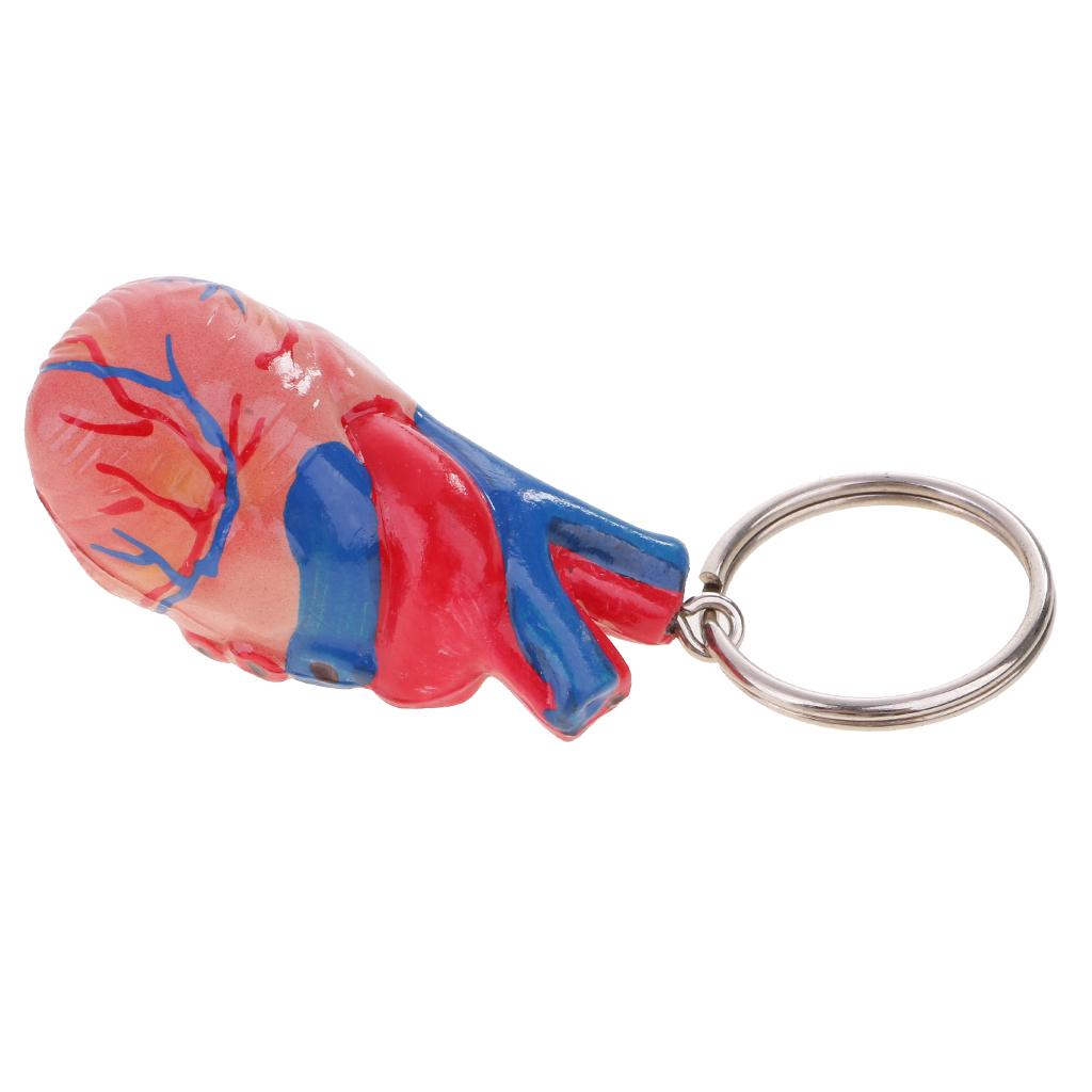 2 Stück Menschliches Herz Schlüsselanhänger Mini Modell Skelett Bewegliches Gelenk PVC Material Geeignet für