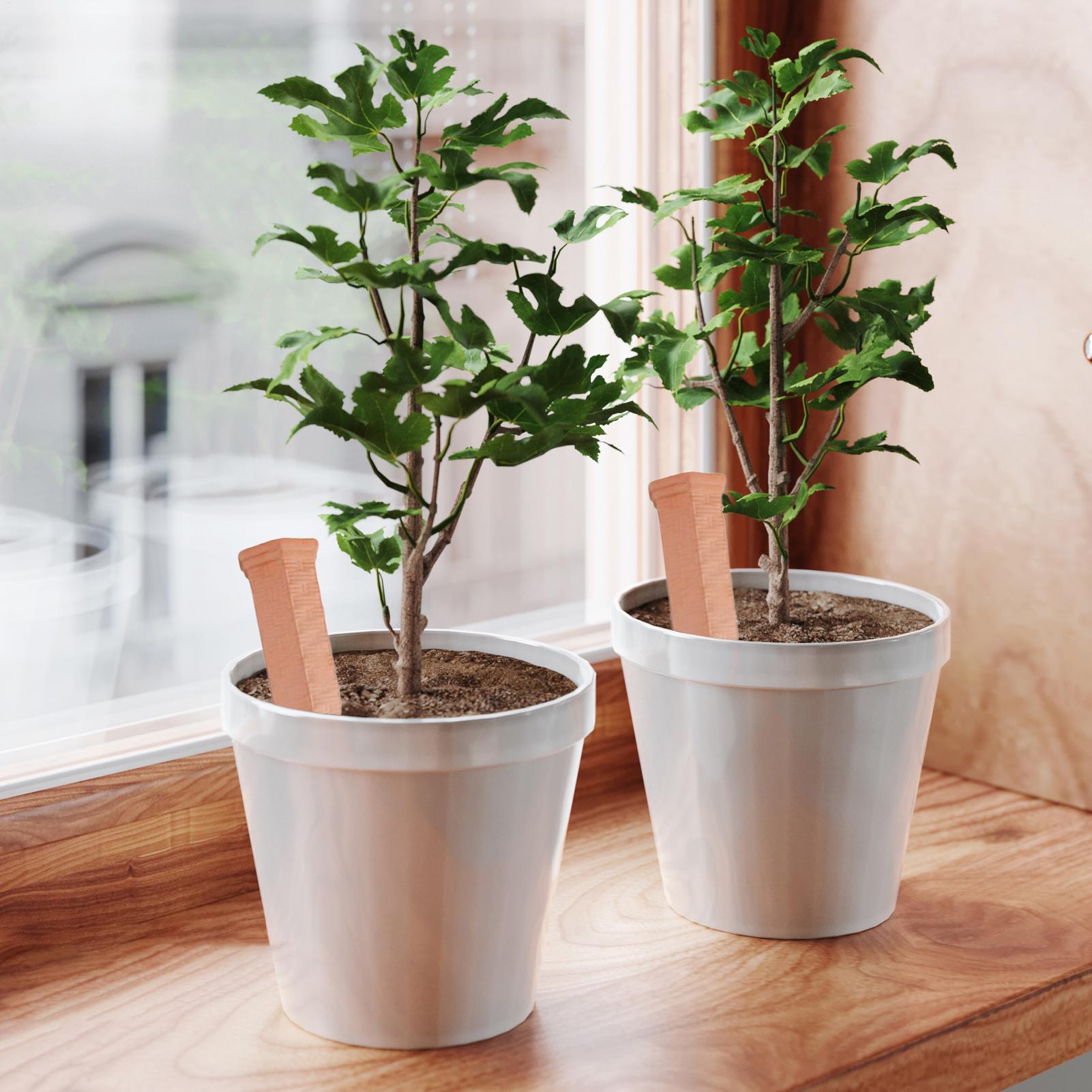 

Watering Spikes Slow Release Plant Watering Spikes Slow Release Waterer Tool Accessories For Flower Lovers Outdoor Indoor Garden China Mainland