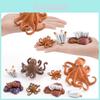 Ozeantier Oktopus Wachstumszyklus Modell Für Kinder Pädagogische Dekoration
