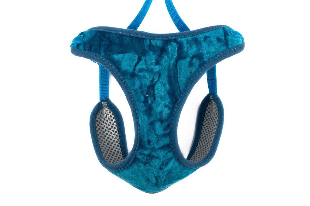 Buy Ancol harnais en velours doux et laisse pour chat bleu sarcelle