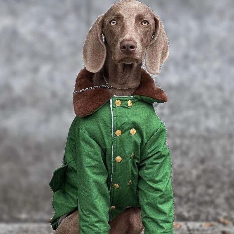 Pet Dog Dog Large Dog Winter Padded Jacket Thickened Warm Green Padded Coat Samo Labrador Golden Feather Padded Coat