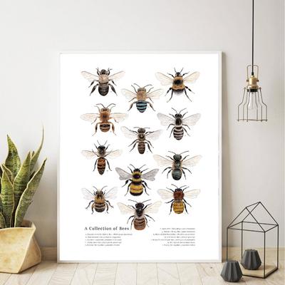 Bee Insect Nature Study Wall Art Canvas Painting Butterfly Collection Print Education Poster School Classroom Wall Decoration